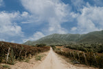 Carregar imagem na galeria: Vinho Tinto Catarina Península de Setúbal 0,75 Lt